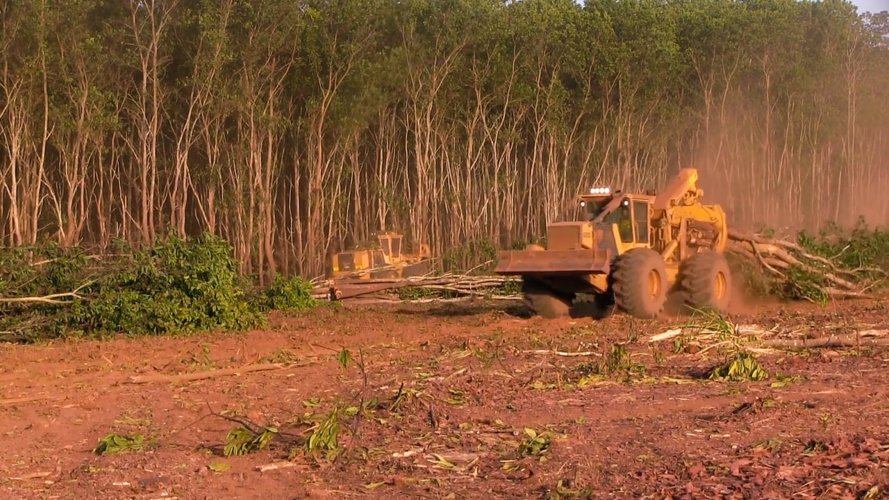 Acacia harvesting system full tree chipping Tigercat