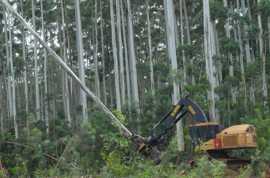 An L870C buncher fells large blue eucalyptus. Some of the trees are over 40 m