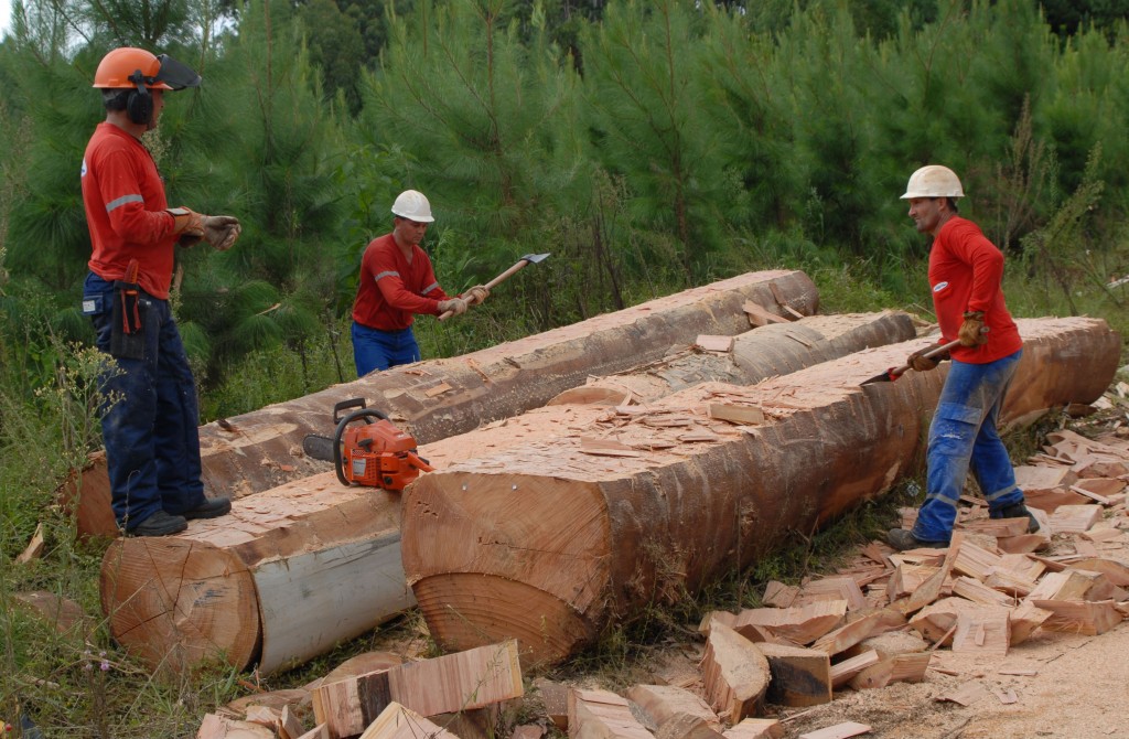 Tres hombres con equipos de seguridad aplanan doce grandes árboles talados para convertirlos en material para puentes. 