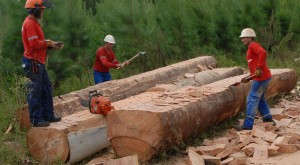 A road crew turns a recently felled tree into bridge material. These diameters are not uncommon in the older 25-30 year old stands.