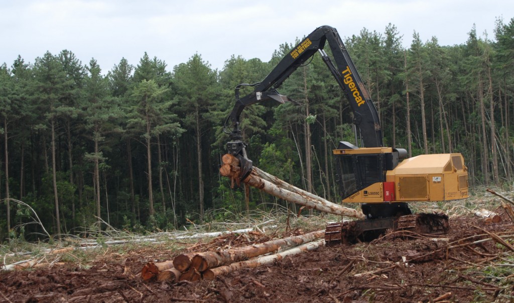 A Tigercat LS855C shovel logger reorienting bunches of trees. Trees line the background.