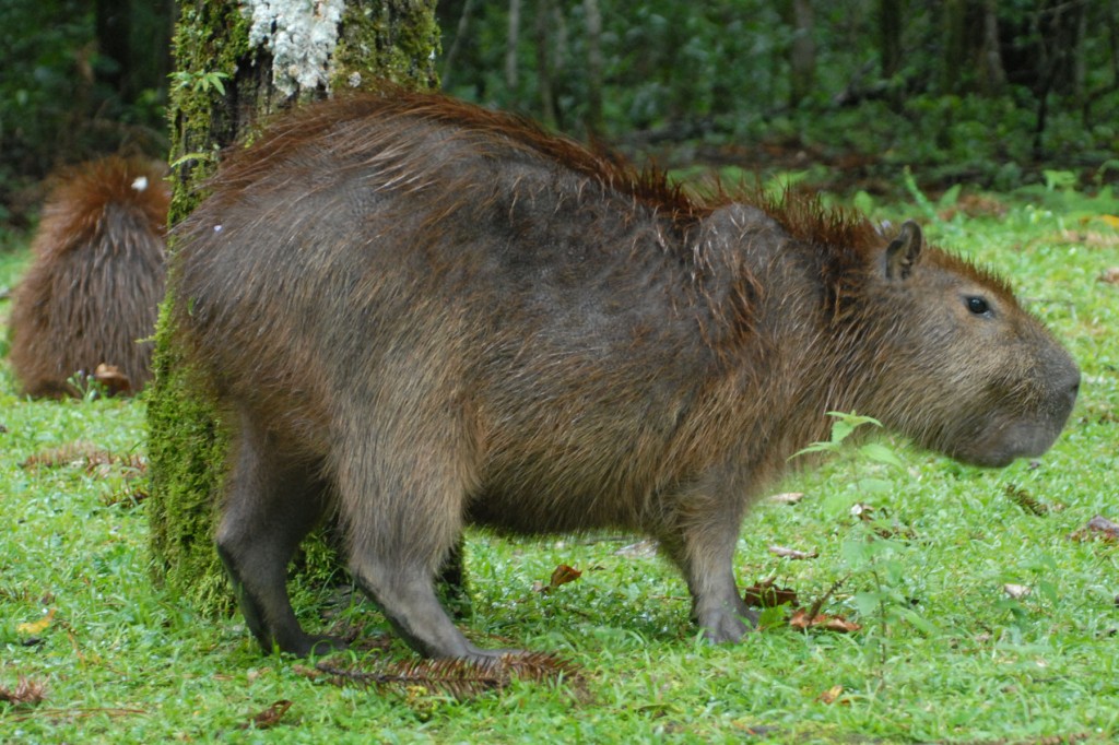 The largest living rodent in the world: the Brazilian Capybara. 