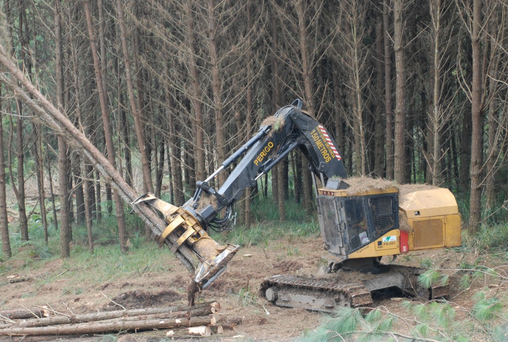 Las operaciones de pino en Santa Catarina son extremadamente eficientes.