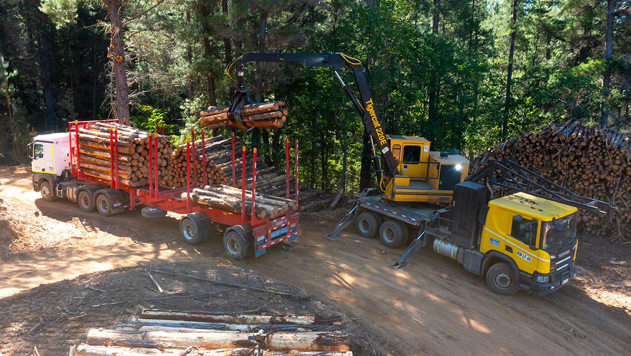 Tigercat 220E lifts a load of cut-to-length logs onto a log truck.