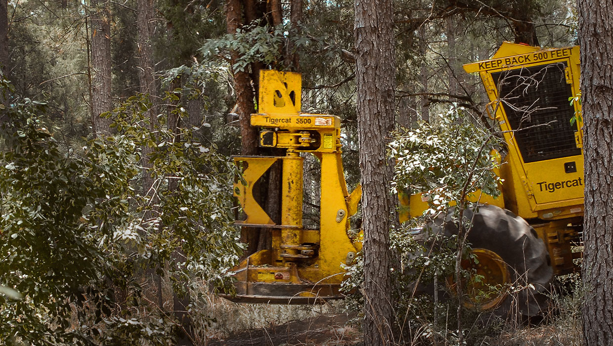 Image of a Tigercat 5500 felling saw working in the field