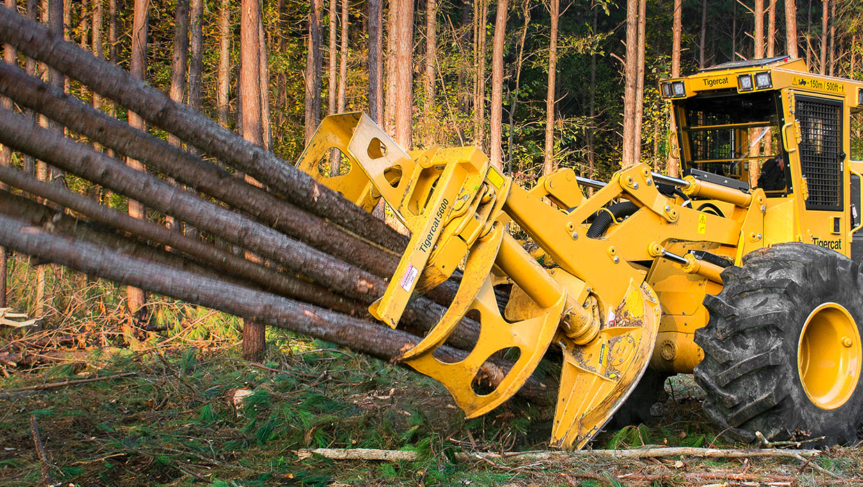 Image of a Tigercat 5600 bunching saw working in the field