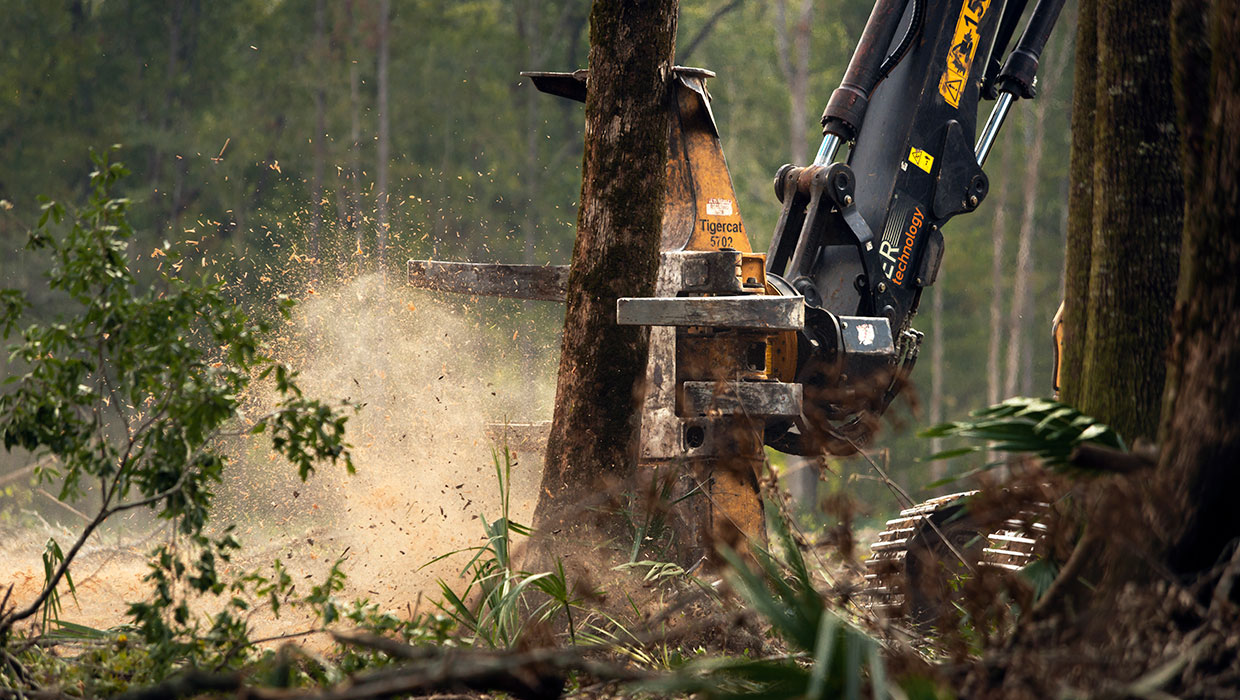 Image of a Tigercat 5702 felling saw working in the field