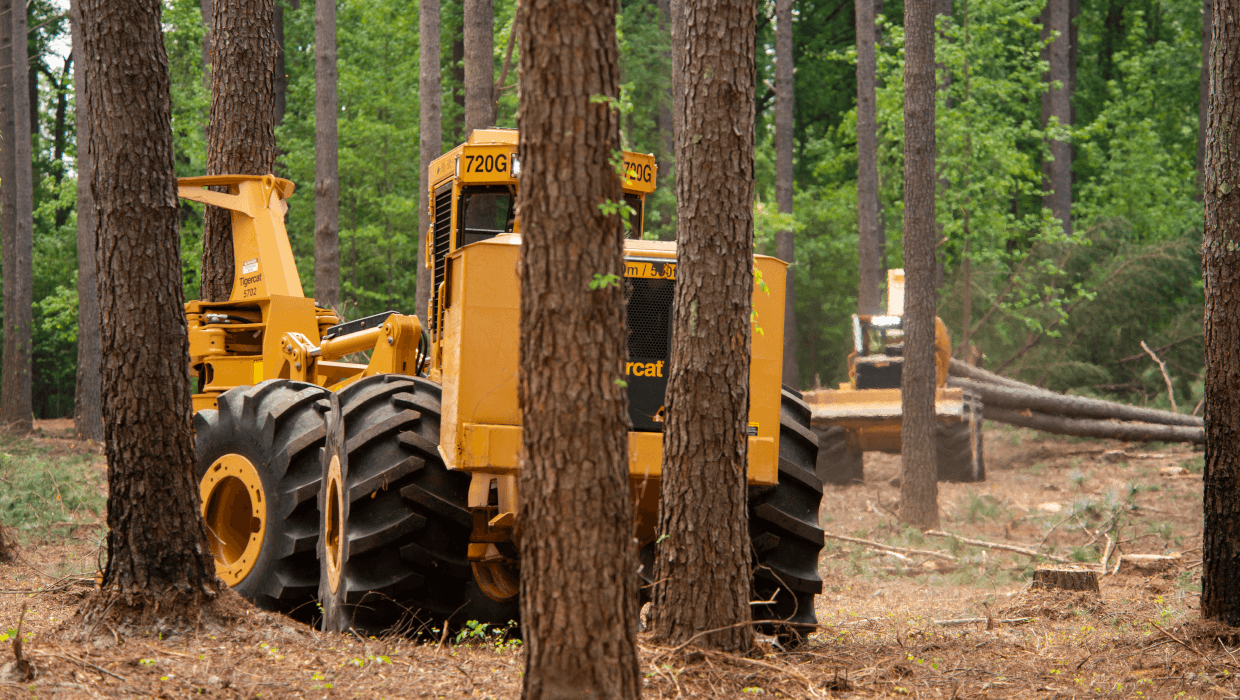 Image of a Tigercat 720G wheel feller buncher working in the field