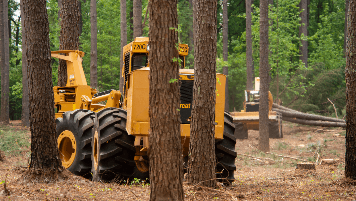 Tigercat 720G wheel feller buncher working in the field