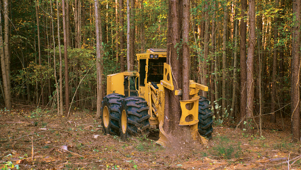 Tigercat 724G wheel feller buncher working in the field