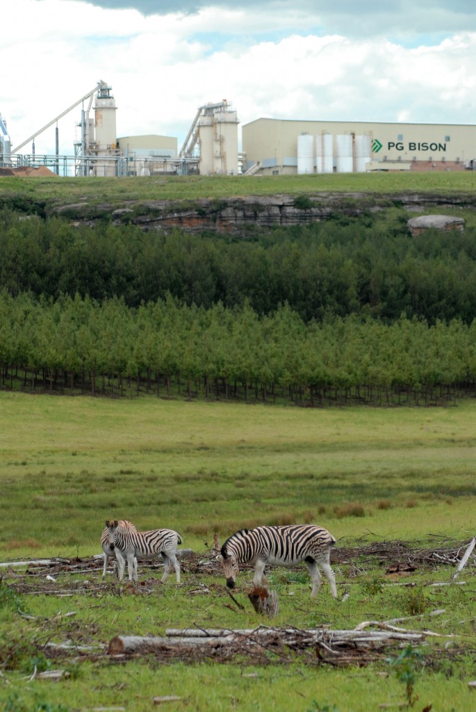 As zebras pastam em uma seção colhida recentemente na frente da fábrica de prensagem contínua de cartão de alta tecnologia da PG Bison.