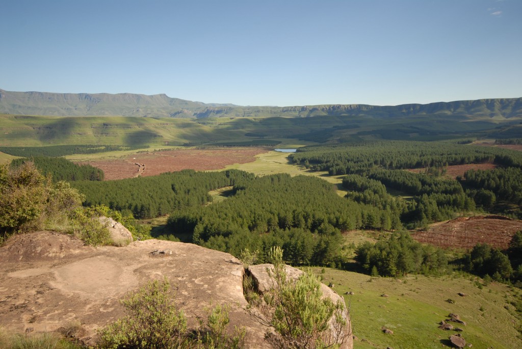 As encostas e os vales adjacentes à Cordilheira do Drakensberg são uma mescla de plantações de pinheiros e eucaliptos, pastos e outras vegetações nativas.