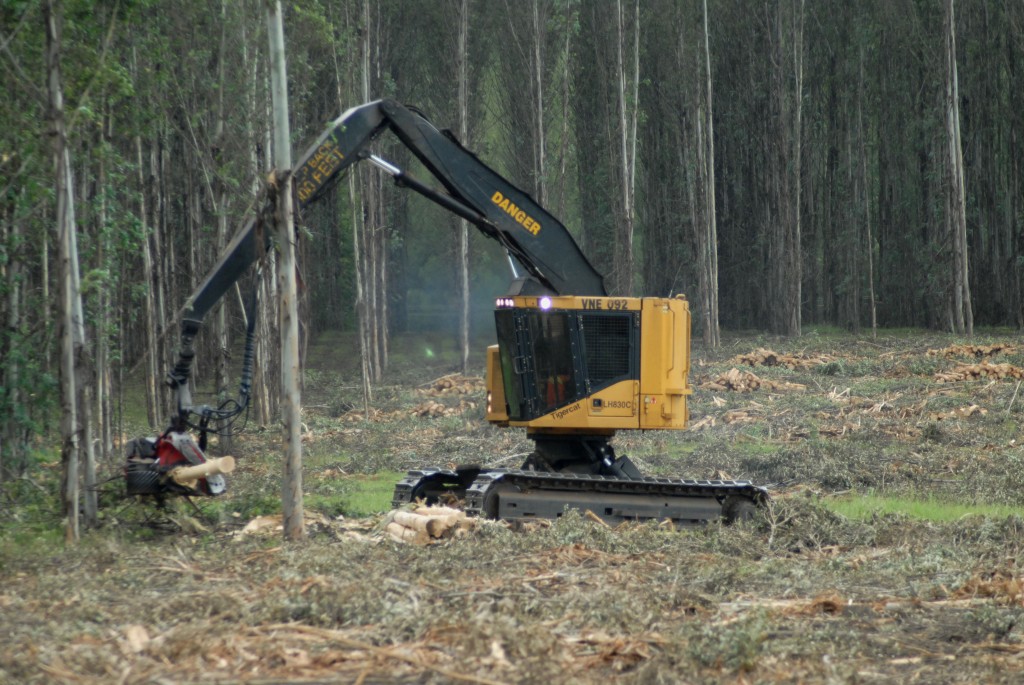 El LH830C equipado con el Log Max E6 cosecha y procesa eucalipto en la base del tronco.