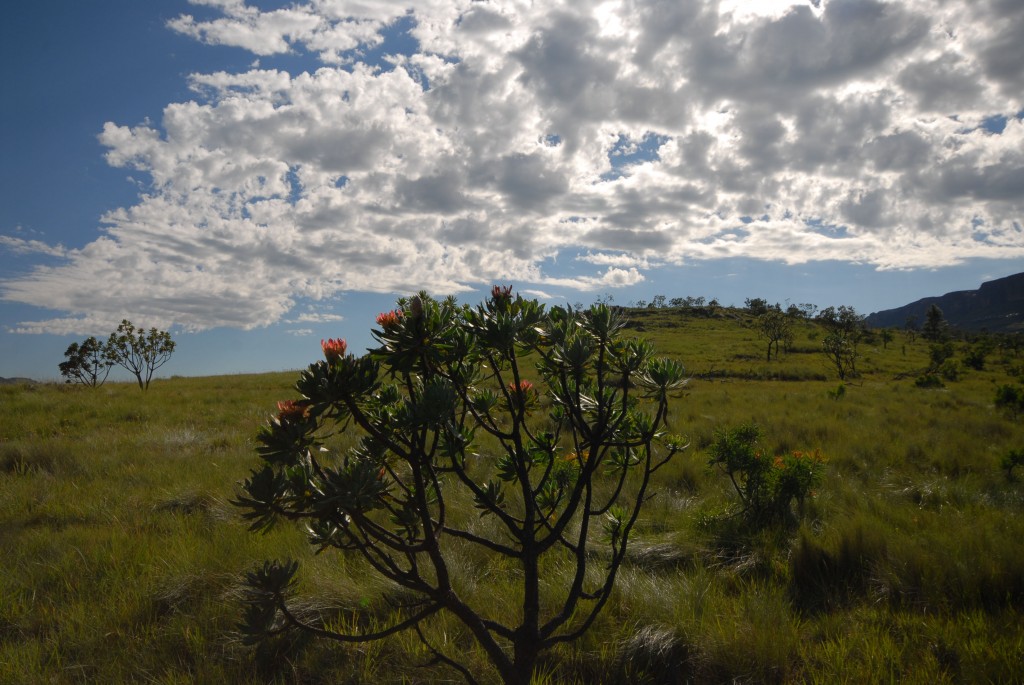 Rolling green grasslands fill the foreground and middleground, a flowering Protea plant sits in the centre of the image. Blue cloudy skies backlight the Protea.