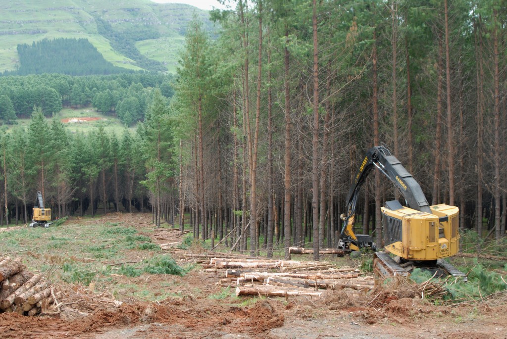 A LH830C harvesting pine saw logs at the top of a hill. An 822C feller buncher is seen felling trees. 