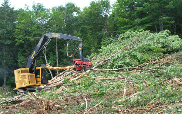 L'abatteuse-façonneuse H822C fait le marchandisage de billes à valeur élevée, prépare les arbres pour le déchiqueteur et trie des érables et diverses espèces de feuillus en les plaçant dans des piles indexées.