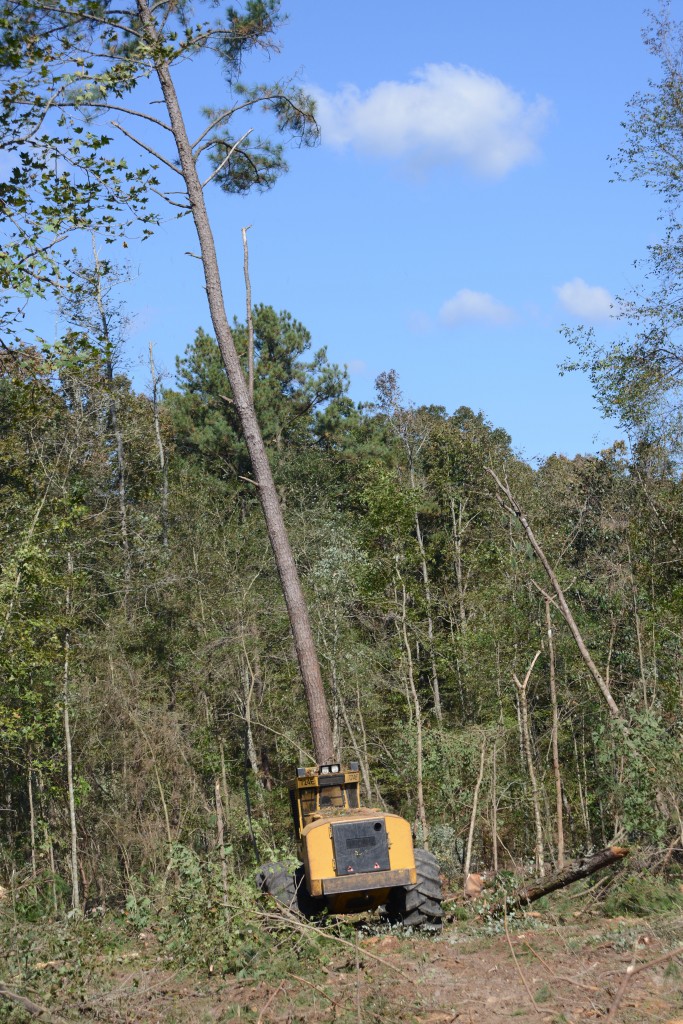 Un feller buncher 724E tala un árbol siete veces su altura.