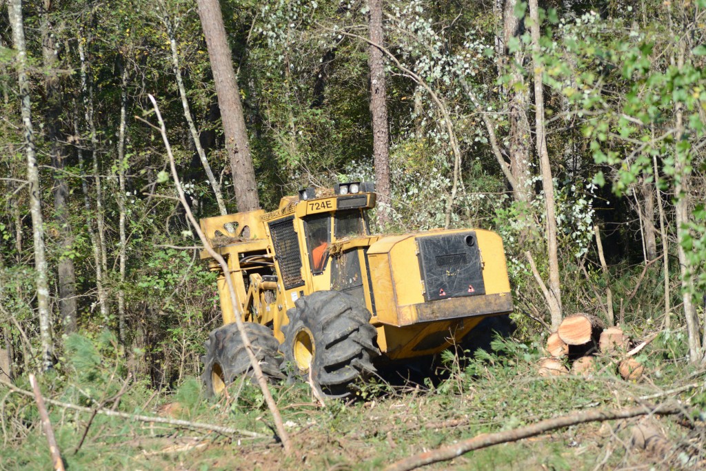 A 724E feller buncher in thick woods as it fells a tree with the 5500 bunching saw.