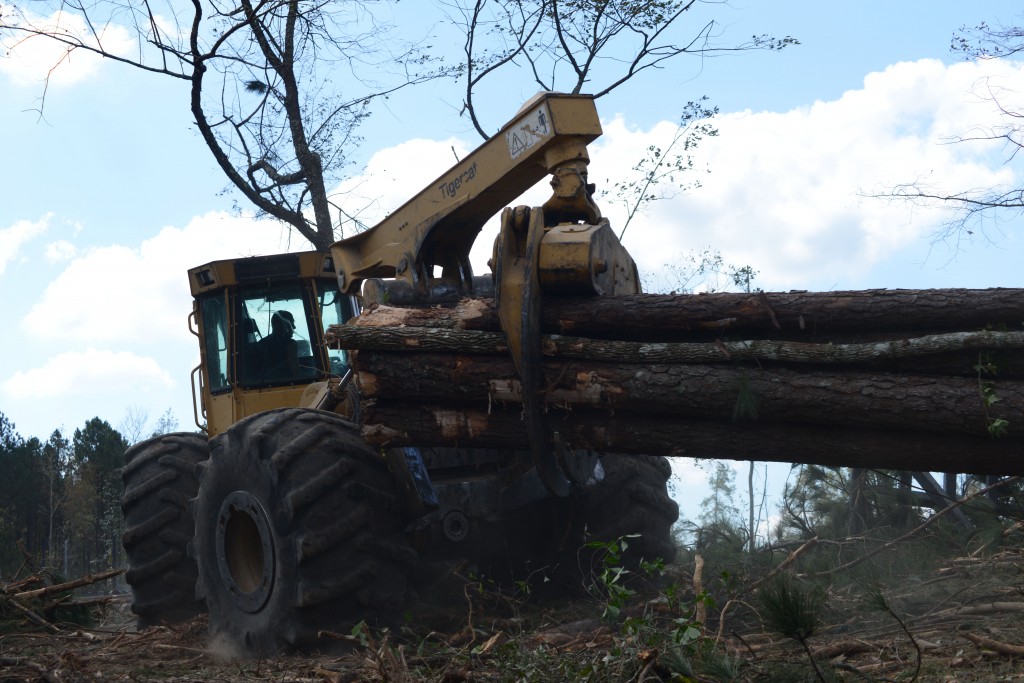 630D Tigercat skidder as it pulls a load of wood on a job site. 