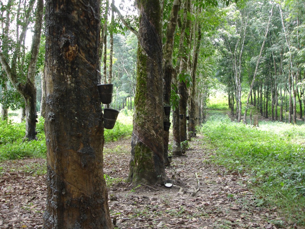 Une plantation d'hévéas au Ghana.