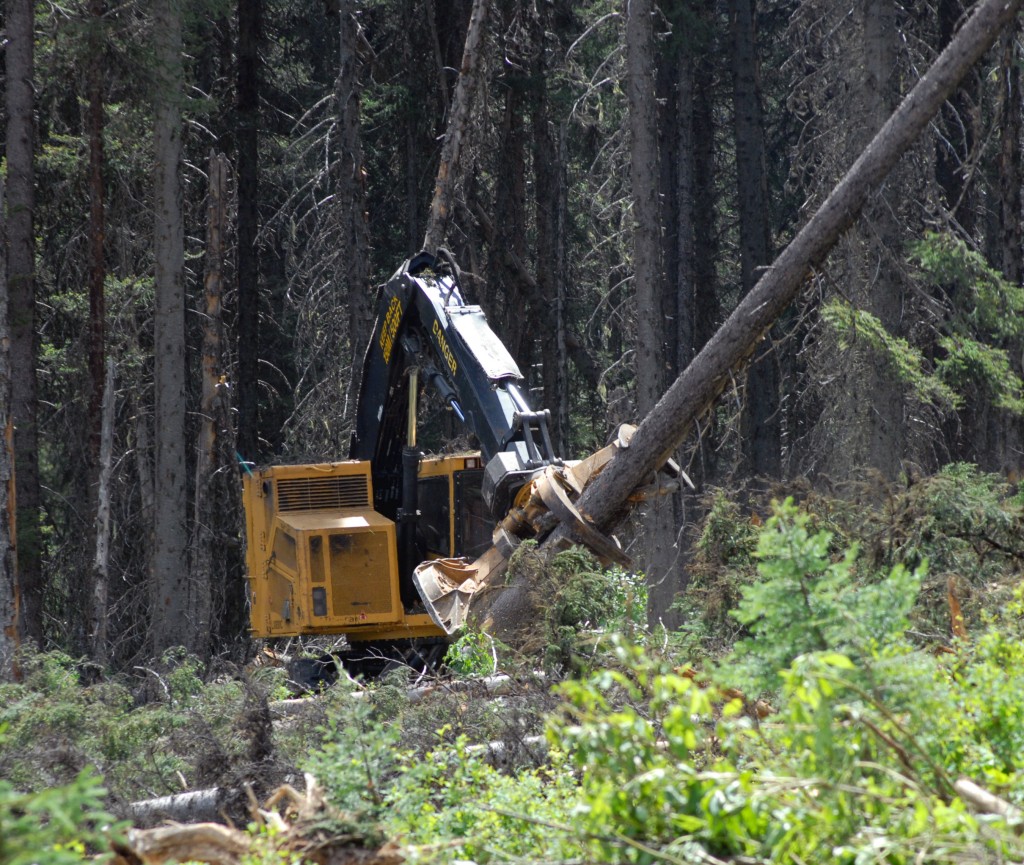 As seen here The LX830C feller buncher handles bigger timber and steep slopes equally well