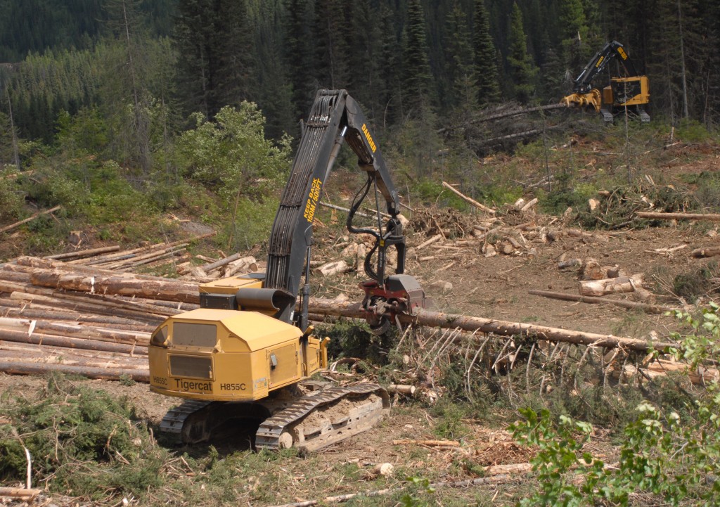 L'abatteuse-façonneuse H855C façonne de longues billes d'un volume moyen de 0,34 m³. Une abatteuse-empileuse Tigercat est aperçue au loin. 