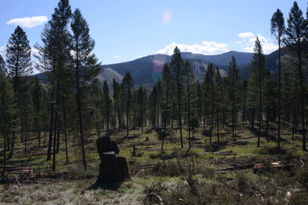 Landscape shot, a forest scene where some trees have been removed in order to thin out the brush but many are still standing. Mountains are seen in the distance. 
