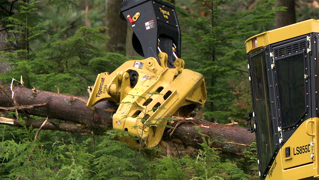 Image of a Tigercat 5195 directional felling saw working in the field