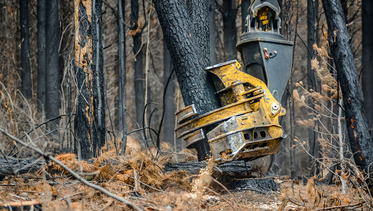 Image of a Tigercat 5195 directional felling saw working in the field