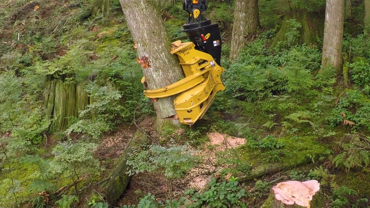 Image of a Tigercat 5195 directional felling saw working in the field