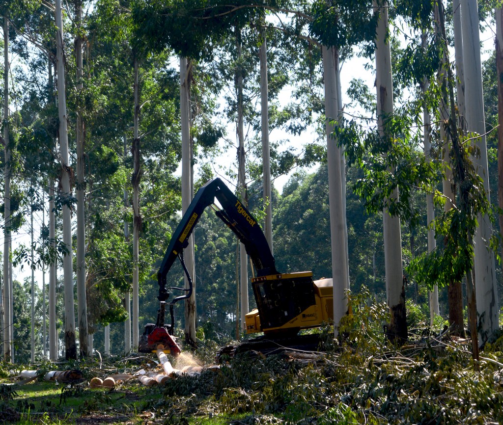 El H845C procesando en plantaciones en una segunda operación de raleo; el harvester parece pequeño en comparación con los enormes eucaliptos que lo rodean.