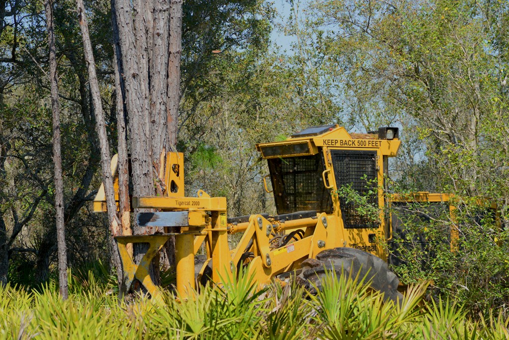 One of Boland Timber’s four Tigercat shears amongst the palmetto on a beach like tract near Perry, Florida.