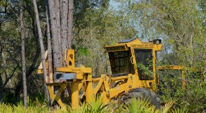 One of Boland Timber’s four Tigercat shears amongst the palmetto on a beach like tract near Perry, Florida.