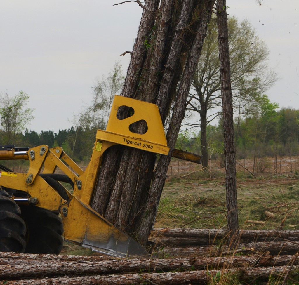 Close-up of a Tigercat 2000 bunching shear as it drops a bundle of pine. 