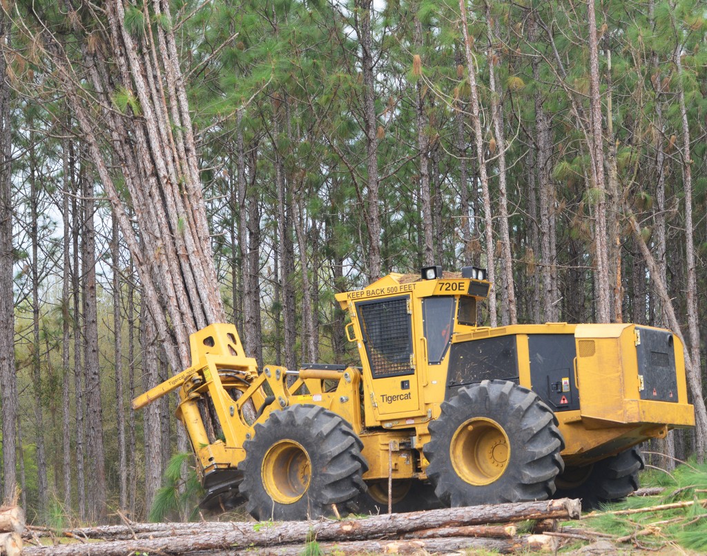 Um 720E da Tigercat, pilotado por James Williams, derrubando um feixe. Com uma vasta experiência operacional, James se tornou um grande fã das tesouras Tigercat.