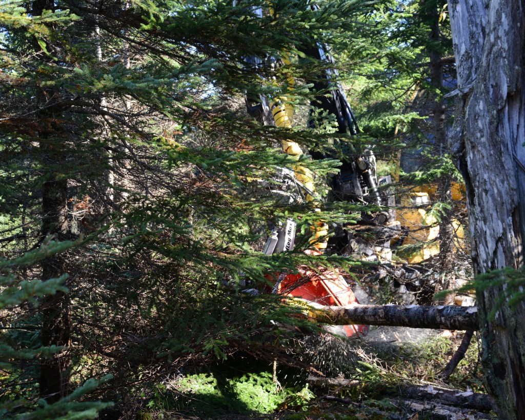 La base de la flèche de 9,7 m peut être inclinée, ce qui permet à l'opérateur de contourner les arbres sur pied. L'opérateur Jacob Curry façonne les billes en les déposant près de la piste de transporteur la plus proche. Les pistes de transporteur sont espacées de 30 m.