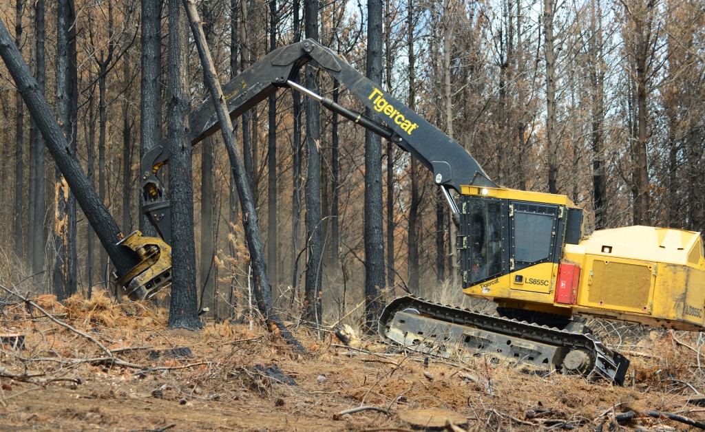 Tigercat 5195, установленная на LS855C, валит дерево.