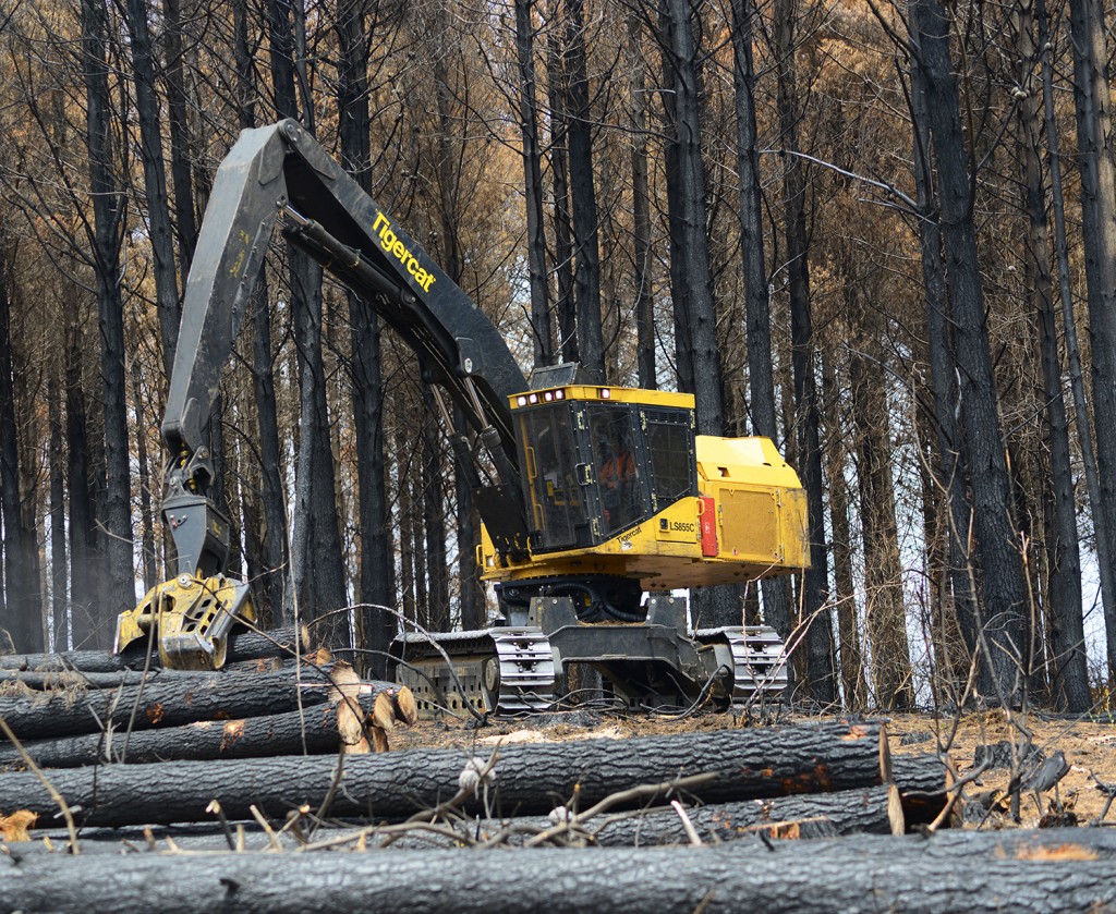 Metsakone LS855C с 5195 на насаждении после лесного пожара рядом с Арауко, Чили.