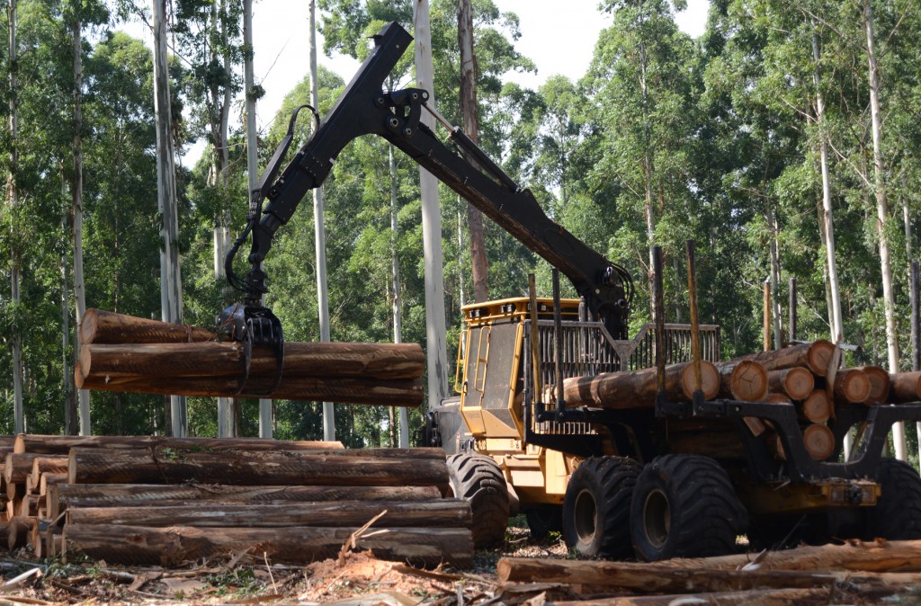 Um dos novos forwarders 1075B da Dalfey. A nova grua da Tigercat está melhorando a produtividade e, neste caso, levantando três toras, enquanto o Loglift manuseia somente duas.