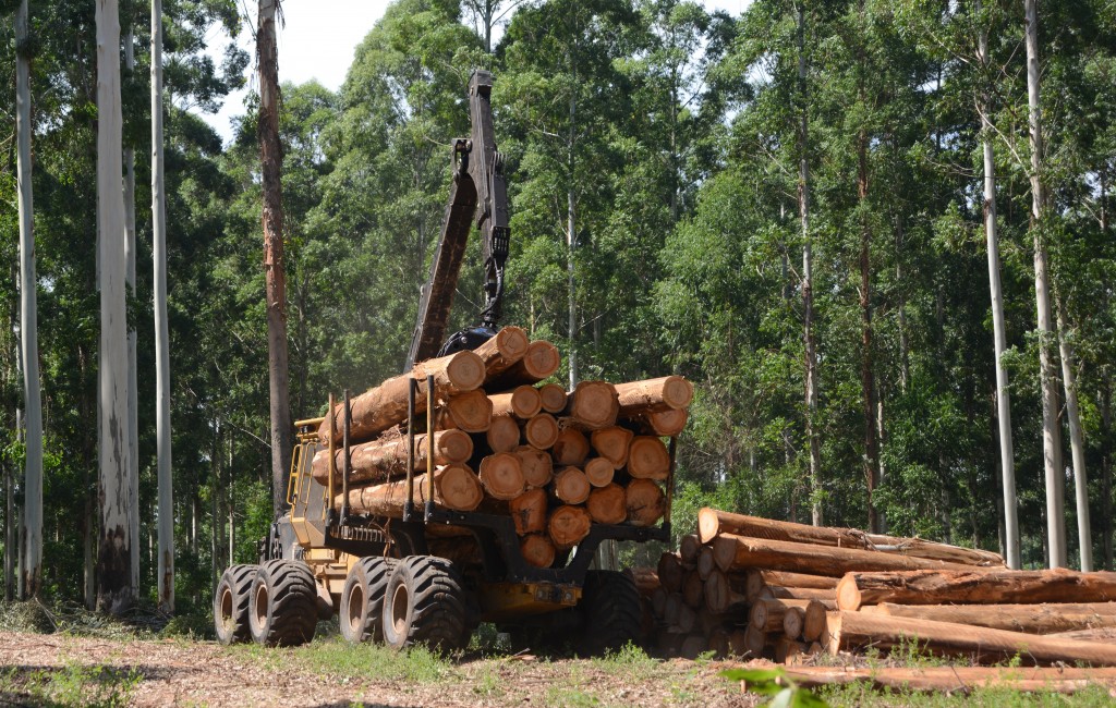 L'un des nouveaux transporteurs 1075B transportant environ 22 tonnes de billes élaguées dans son panier de chargement.