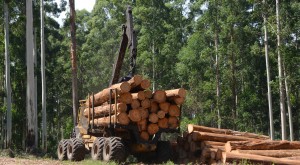 One of the new 1075B forwarders with approximately 22 tonnes of pruned logs in the bunks.