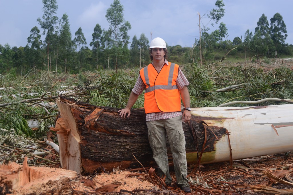 Luis stands a the stump of a felled blue gum tree, the diameter of the tree being half his height. 