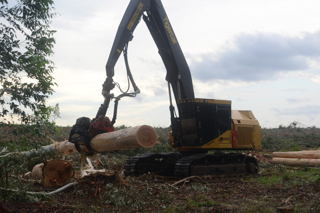 Some of the trees at the edge of the stand are quite large. Although this stem is around seven tonnes, Rolando processed it without issue.