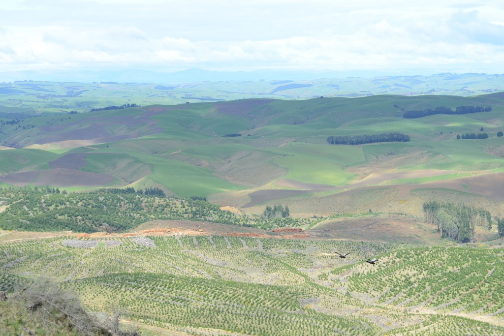 Vista panorámica de un inmenso paisaje de verdes colinas y una plantación de árboles. Observe de cerca y podrá ver el 880 de Dave Paul en la cancha de acopio.