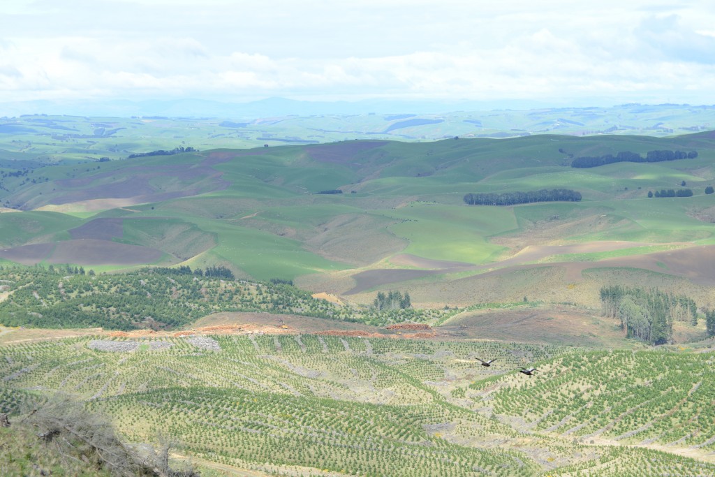 Observando uma vasta paisagem de colinas verdes e árvores. Observe com atenção e poderá ver o 880 da Dave Paul na plataforma.