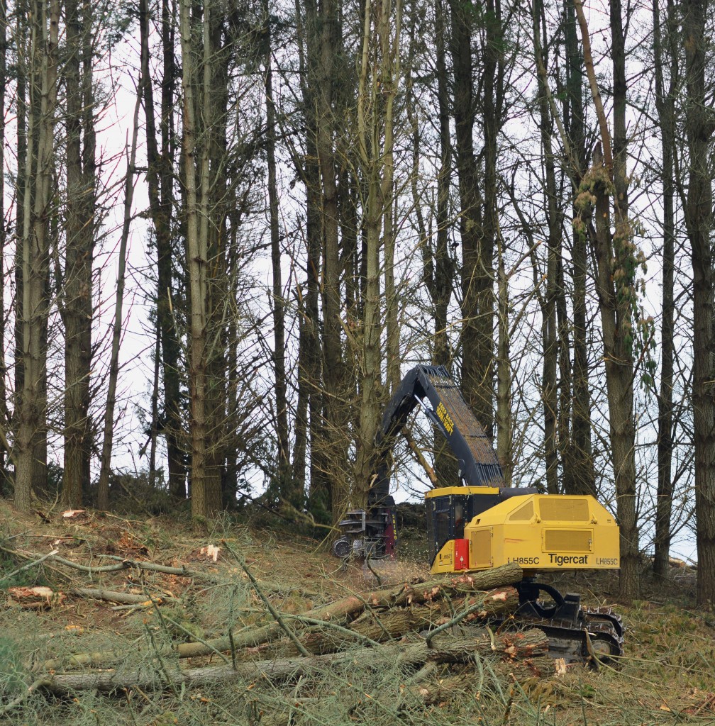 A máquina-base LH855C da Dave Paul consegue cortar e desgalhar em terrenos muito inclinados.