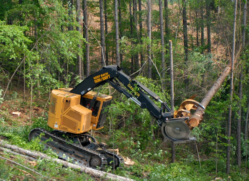 A Tigercat L830C feller buncher with a recently felled tree in it's gripping arms. 