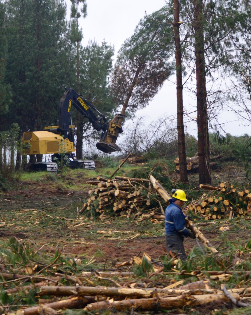 Un homme portant un casque de sécurité transporte un tronc, au loin l'on aperçoit des piles de billes, et plus loin encore, une abatteuse-empileuse Tigercat abattant un arbre.