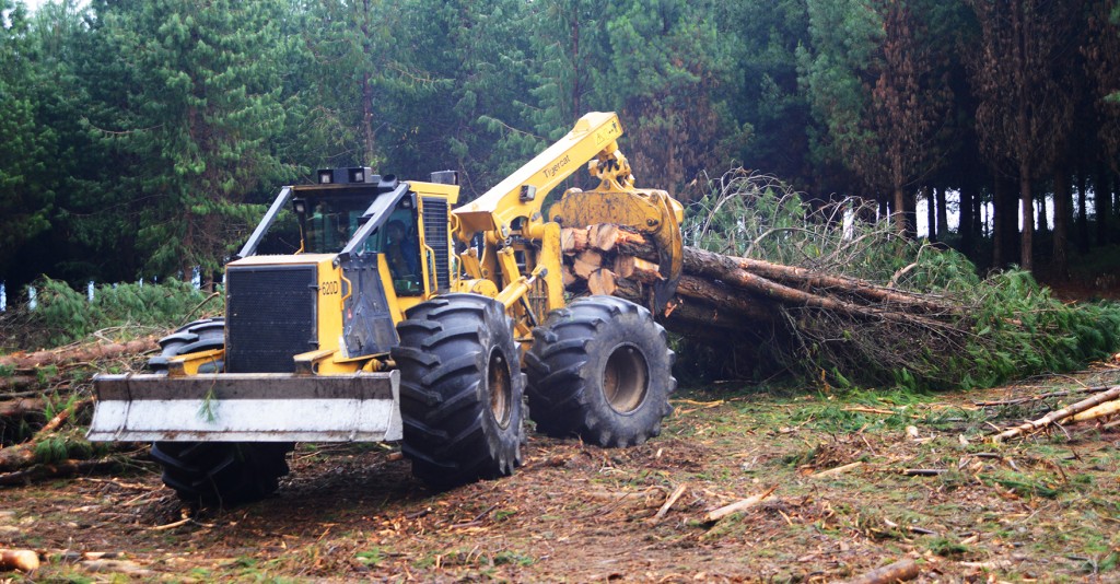 Un débardeur 620D Tigercat tirant un chargement d'arbres à façonner.