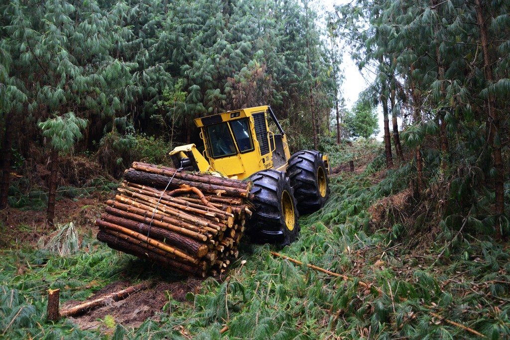 Un débardeur 604C Tigercat avec un chargement complet de billes de longueur préétablie dans son treuil se déplaçant sur une pente.